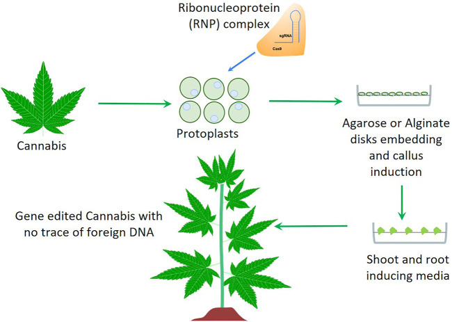 A schematic overview of non-transgenic genome editing technology applicable for Cannabis improvement. Cannabis protoplasts isolated from in-vitro grown plants are transfected with a mixture of Cas9 and sgRNA followed by agarose or alginate embedding and plant regeneration.