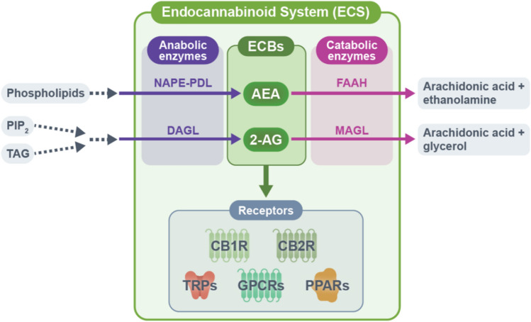 Key components of the endocannabinoid system (ECS). The ECS consists of endocannabinoids, endocannabinoid receptors, and anabolic and catabolic enzymes of the endocannabinoids. N-arachidonoylethanolamine (AEA) and N-arachidonoylethanolamine (2-AG) represent two major endocannabinoids in the human body. N-arachidonoylethanolamine is synthesized from phospholipids by several pathways, the major pathway involving the anabolic enzyme N-acylphosphatidylethanolamine phospholipase D (NAPE-PDL). N-arachidonoylethanolamine is mainly degraded to arachidonic acid and ethanolamine by fatty acid amide hydrolase (FAAH). The synthesis of 2-AG involves a signaling pathway starting from phosphatidylinositol-4,5-bisphosphate (PIP2) and triacylglycerol (TAG) and is mediated by diacylglycerol lipase (DAGL)-α and DAGLβ. N-arachidonoylethanolamine is mainly degraded to arachidonic acid and glycerol by monoacylglycerol lipase (MAGL). N-arachidonoylethanolamine and 2-AG exert diverse physiological actions through cannabinoid receptors including cannabinoid receptor 1 (CB1R), cannabinoid receptor 2 (CB2R), transient receptor potential channels (TRPV1, TRPV2, TRPV3, TRPV4, TRPM8, and TRPA1), orphan G protein-coupled receptors [GPCRs] (GPR18, GPR55, and GPR119), and peroxisome proliferator-activated receptors (PPARα and PPARγ). ECB endocannabinoid, TRP transient receptor potential