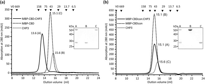 Interaction between CHP3 and the CBD region of NHE1 probed in vitro by size exclusion chromatography. (a) Purified CHP3 and MBP-CBDNHE1 were separated alone and as equimolar mixture using a Superdex 200 10/300 GL column. Shown are the three superimposed chromatograms. Numbers close to the elution peaks indicate the respective elution volume in ml. Black triangles with numbers above indicate positions of the elution peaks of standard proteins used for calibration and their respective molecular mass in kDa. V0 marks the void volume. SDS-PAGE analysis of the respective elution peaks (A-C) was performed and a section of the Coomassie-stained gel is shown as inset. Complete formation of stable complex of CHP3 and MBP-CBD is clearly demonstrated by a single elution peak with lower retention volume and the presence of both proteins in the elution fraction. (b) The control experiment was performed as in (a) with CHP3 and MBP-CBDcon. The elution profile of the equimolar mixture did not shift to lower retention volume indicative of lack of complex formation. Both proteins are present in the fractions of this elution peak, as CHP3 and MBP-CBDcon have similar retention volumes.