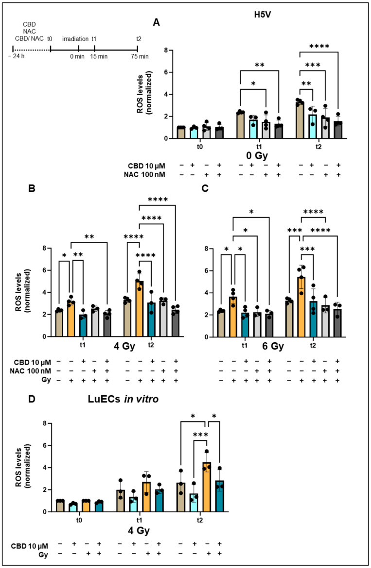 Normalized ROS levels in H5V cells and primary lung ECs (luECs in vitro) upon treatment with CBD, NAC, or both drugs for 24 h followed by an in vitro irradiation (0, 4, 6 Gy). (A) ROS levels in H5V cells determined by DCFDA fluorescence measurements after treatment (24 h) with CBD (10 µM), NAC (100 nM), or both drugs at t0, and 15 min (t1) and 75 min (t2) after sham irradiation (0 Gy). (B) ROS levels in H5V cells after treatment (24 h) with CBD (10 µM), NAC (100 nM), or both drugs 15 min (t1) and 75 min (t2) after irradiation with 4 Gy. (C) ROS levels in H5V cells after treatment (24 h) with CBD (10 µM), NAC (100 nM), or both drugs 15 min (t1) and 75 min (t2) after irradiation with 6 Gy (n = 3–4). (D) ROS levels in primary lung ECs (luECs in vitro) after treatment (24 h) with CBD (10 µM) followed by an in vitro irradiation with 0 Gy (sham) and 4 Gy at t0, t1, and t2; (n = 3); all values are normalized to the respective control values at t0; * p < 0.05, ** p < 0.01, *** p < 0.001 and **** p < 0.0001; data represent mean ROS levels ± SD.
