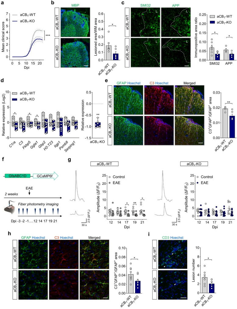 Astrocyte CB1R exacerbate EAE pathology and clinical deficits. a Time-course of EAE progression in aCB1-KO mice. Data are representative of 2 independent EAE experiments pooled together (n = 18–19 mice; ***p < 0.0001; Wilcoxon matched-pairs signed rank test for the comparison of score curves from the onset of EAE symptoms at 8 dpi to 22 dpi). b-c Representative images and/or quantitative analysis of MBP, SMI32 and APP immunostaining in spinal cord sections at 22 days post-immunization (dpi) (n = 6 mice). The dashed line delimits the demyelinating lesion (L) in c. Scale bar = 200 μm (b) and 25 μm (c). d Relative expression of neurotoxic astrocyte genes in spinal cord tissue (n = 9–10 mice). Right panel: Comparative analysis of neurotoxic astrocyte gene expression profile between genotypes (n = 9 genes) (p = 0.0039; Wilcoxon matched-pairs signed rank test). The expression of inflammatory genes in aCB1-KO mice was normalized to the mean expression of each gene in the control group. e Representative confocal z-stack projections and quantification of GFAP and complement component 3 (C3) colocalization in spinal cord tissue (n = 6 mice). Scale bar = 100 μm. f-i Attenuated cortical astrocyte pathology and functional deficits in aCB1-KO mice during EAE. f In vivo time-course analysis of astrocytic calcium activity for 3 consecutive days before EAE induction and at 12, 14, 17, 19 and 21 dpi. g Representative traces show calcium responses of cortical astrocytes evoked by tail-holding at -3 (top) and 19 (bottom) dpi. Graphs depict the amplitude of cortical astrocyte calcium responses recorded during the EAE time course compared to values from non-immunized animals recorded in parallel (n = 8–12 mice). h Confocal micrographs and quantification of C3 immunoreactivity in GFAP immunopositive astrocyte profiles within somatosensory cortex layer V-VI at acute EAE disease (n = 8–9 mice). Scale bar = 25 μm. (i) Confocal micrographs and quantification of CD3 immunopositive T inflammatory lesions (arrowheads) in cortical tissue (n = 8–9 mice). Scale bar = 40 μm. b-e and h-i, *p < 0.05, **p < 0.01 and ***p < 0.001, unpaired t-test or Mann-Whitney test. g, *p < 0.05 and **p < 0.01, two-way ANOVA followed by Šídák’s test for multiple comparisons. Error bars express SEM