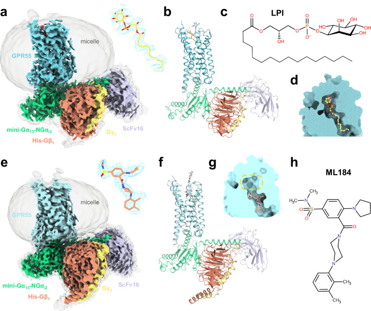 Architecture of the GPR55-G13 signaling complex with lipid and synthetic agonists.a Cryo-EM map (consensus, EMDB-51285) of the GPR55-Gα13β1γ2-ScFv16-LPI complex at two different contour levels. The enlarged cryo-EM map for LPI (yellow sticks) is shown in blue mesh. b Full model corresponding to the signaling complex of (a) (shown as cartoon representation). c Chemical structure of LPI. d Overview of ligand binding pocket position of LPI. e Cryo-EM map (consensus, EMDB-51281) of the GPR55-Gα13β1γ2-ScFv16-ML184 complex at two different contour levels. The enlarged cryo-EM map for ML184 (salmon sicks) is shown in blue mesh. f Full model corresponding to the signaling complex of (d). g Overview of ligand binding pocket position of ML184. The yellow circle highlights the position of the polar head group of LPI. h Chemical structure of ML184.