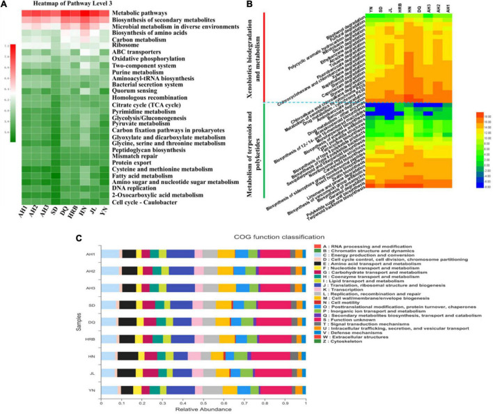 Comparison of predicted KEGG pathways and COG functions among nine geographic populations of the hemp flea beetle P. attenuata in China by PICRUSt2. (A) The relative abundance of KEGG pathways prediction based on level 3. (B) The relative abundance of metabolism pathways. The inferred metabolic pathways are shown with xenobiotics biodegradation and metabolism and metabolism of terpenoids and polyketides in the pathway level 2, which belong to the metabolism in pathway level 1. (C) The relative abundance of predicted COG functions.