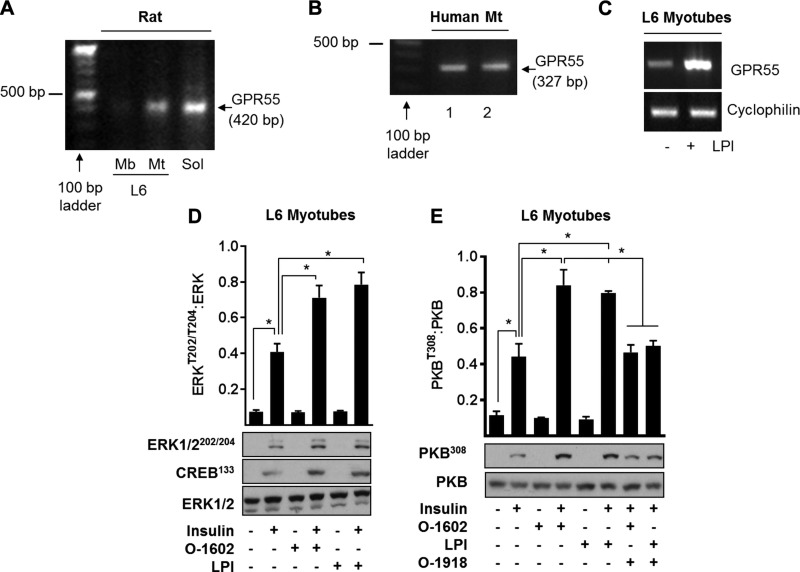 Confirmation of GPR55 expression in rat and human skeletal muscle and in cultured rat myotubes and that in myotubes modulation of GPR55 affects insulin signaling. A–C) Detection of GPR55 mRNA was performed using RT-PCR analysis in rat skeletal L6 myoblasts (Mb) (A) and differentiated L6 myotubes (Mt) (A, C), rat soleus (A), and human myotubes (B). The induction of GPR55 mRNA in L6 myotubes after treatment with LPI (3 µM for 48 h) was also determined by conventional RT-PCR analysis (representative of 3 independent experiments) (C). D, E) For insulin signaling studies, L6 myotubes were treated with 3 µM LPI, 3 µM O-1602, and/or 5 μM O-1918 for 48 h prior to stimulation with insulin (20 nM for 10 min) or vehicle control. Resulting cell lysates were immunoblotted with antibodies against phospho-ERK1/2 and phospho-CREB (D) or phospho-PKBT308 (E). Values presented are the mean ± sem from 3 independent experiments. *P < 0.05 between the indicated bars.