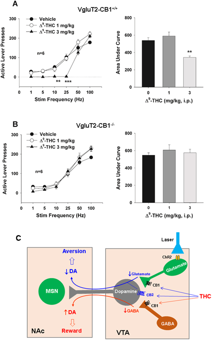 Effects of Δ9-THC on oICSS maintained by activation of VTA glutamatergic neurons. (A/B) Systemic administration of Δ9-THC (1, 3 mg/kg, i.p., 15 min prior to testing) dose-dependently shifted the rate-frequency function curve to the right in WT mice (A-a), but not in VgluT2-CB1−/− mice (B-a). Calculation of the area under curve (AUC) of the oICSS curve indicates that the Δ9-THC-induced rightward shift is statistically significant in WT (A-b), not in VgluT2-CB1−/− mice (B-b). (C) A schematic diagram showing the proposed mechanisms through which cannabis or Δ9-THC produces rewarding or aversive effects (see more explanations in the discussion section). **p < 0.01, ***p < 0.001, compared to the vehicle control group in WT mice.