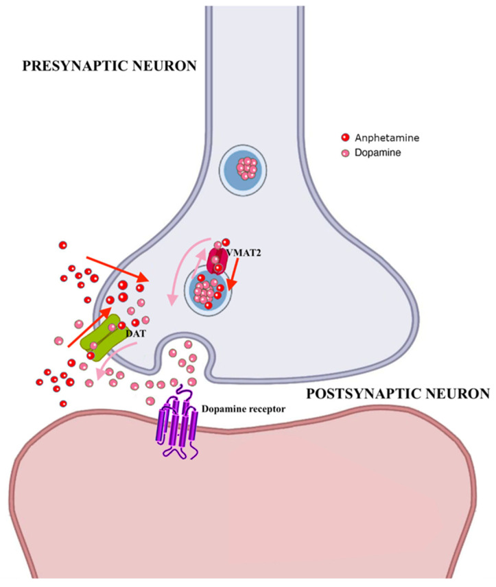 Molecular mechanisms associated with amphetamine effects. Abbreviations: DAT: dopamine transporter, VMAT2: vesicular monoamine transporter 2.