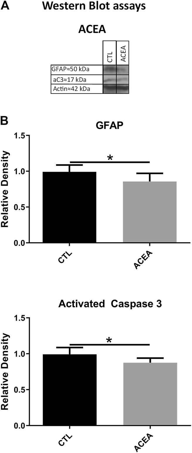 The treatment with ACEA decreased the levels of GFAP and activated Caspase-3 (aC3), (A): WB of retinas from CTL and ACEA-treated eyes. (B) quantifications of GFAP and aC3 bands, Means and standard deviations are shown. *p < 0.05.