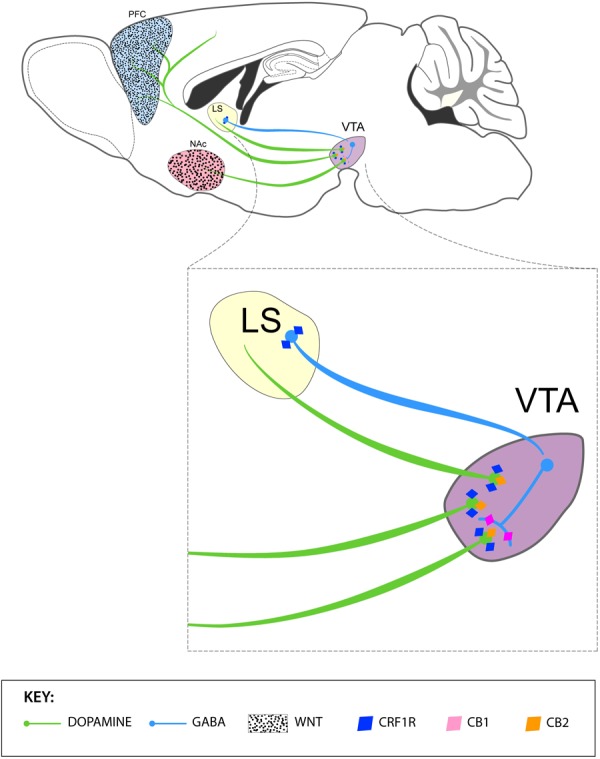 Summary of the contributions by Latin American-based neuroscientist in the neurobiology of stress and addiction. The upper panel depicts VTA DA projections to the PFC and NAc and the modulatory role of GABAergic neurons of the lateral septum (LS) and VTA in the function of DA neurons. Activation of GABAergic neurons of the LS inactivates VTA GABA interneurons and, in turn, disinhibits DA neurons in the VTA. The PFC and NAc express WNT proteins, which play a crucial in the development and expression of cocaine sensitization in rats (black dots). The lower panel represents the expression of (i) CRF1 receptors by GABAergic neurons of the LS and DA neurons of the VTA, (ii) CB1 receptors GABAergic interneurons of the VTA and (iii) CB2 receptors in DA neurons of the VTA.