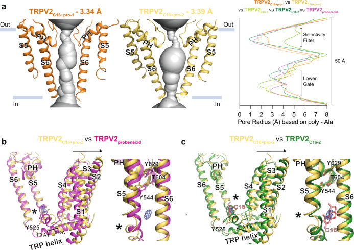 The combined effect of C16 and probenecid on TRPV2.a Profile of the ion permeation pathway, displayed as gray space-filling models, for TRPV2C16+pro-1 (orange) and TRPV2C16+pro-2 (yellow). The corresponding calculated pore radius as a function of the distance along the ion conduction pathway is also shown for TRPV2C16-pro-1 (orange), TRPV2C16-pro-2, (yellow), TRPV2C16-1, (light green), TRPV2C16-2 (dark green) and TRPV2probenecid (magenta). b, c Overlay of TRPV2C16+pro-2 with either TRPV2probenecid or TRPV2C16-2 structures based on global structural alignments. Membrane views of subunits of the vanilloid pocket (left) and S5-PH-S6 domain (right) are shown (PH designate pore helix). Arrows indicate structural movements of TRPV2C16+pro-2 in relation to either TRPV2probenecid or TRPV2C16-2. The blue mesh indicates cryo-EM density that may relate to C16. Residues of interest are shown as sticks. Local conformational changes are highlighted with stars.