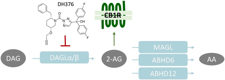 Schematic overview of 2-AG signaling and metabolism. CB1R, Cannabinoid receptor type 1; DAGL, diacylglycerol lipase; MAGL, monoacylglycerol lipase; ABHD, α,β-hydrolase domain containing protein; DAG, diacylglycerol; 2-AG, 2-arachidonoylglycerol; AA, arachidonic acid.