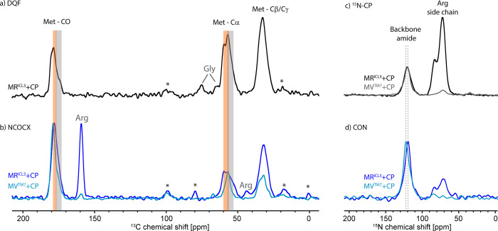 (a) Double quantum filtered spectrum of MRICL3-CB2 + CP (ns = 128), showing signals from all methionine residues. Spinning sidebands are labeled with * and natural abundance glycerol signals with Gly. (b) NCOCX spectra showing the signals of a single methionine residue in the MRICL3-CB2 + CP (ns = 186,496) and MVTM7-CB2 + CP (ns = 147,456) pair in dark blue and light blue, respectively. Orange bars indicate the region most likely found for methionine in alpha-helical regions of a protein, and gray bars indicate chemical shift regions in non-alpha-helical regions. Spinning sidebands are labeled with * and signals due to the 15N-labeling of the arginine side chain with Arg. (c) 15N-CP spectra of MRICL3-CB2 + CP (ns = 128) and MVTM7-CB2 + CP (ns = 128), in black and gray, respectively. (d) CON spectra showing the signals of the single amide in the MRICL3-CB2 + CP (ns = 65,536) and MVTM7-CB2 + CP (ns = 40,960) pair in dark blue and light blue, respectively. The dashed lines indicate the peak maxima of the unique pair amides.