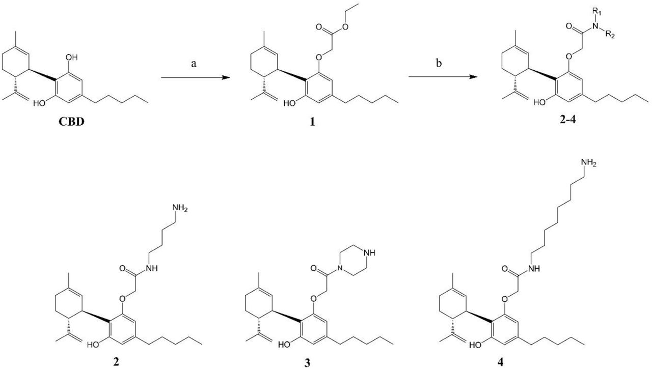 Chemical structures of CBD (parent scaffold) and its semisynthetic analogues. a. Ethyl bromoacetate, Cs2CO3, butanone, Ar, 90°C, 16h; b. 1,4-diaminobutane (for Analogue 2) or piperazine (for Analogue 3) or 1,8-diaminooctane (for Analogue 4), EtOH, Ar, 93°C, 16h.