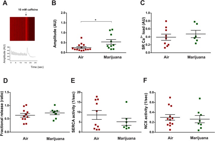 Cannabis increments Ca2+ transient amplitude but does not modify SR calcium load, fractional release, SERCA and NCX activity in the Drosophila heart. Ten-day-old flies harboring the reporter system GCaMP3 (genotype: UAS-GCaMP3/+; tinCΔ4-Gal4, UAS-GCaMP3/+) were exposed to air or marijuana. (A) Image and representative tracing of Ca2+ transient. A pulse of 10 mM caffeine is applied to the semi-intact preparation and visualized as a sudden increase in the fluorescence signal. (B–F) Average results (±s.e.m.). (B) Amplitude of Ca2+ transient [N = air (15), marijuana (10)]. (C) SR Ca2+ content [N = air (9), marijuana (6)]. (D) Fractional release [N = air (11), marijuana (7)]. (E) SERCA activity [N = air (12), marijuana (8)]. (F) NCX activity [N = air (12), marijuana (8)]. Student's t-test (two-tailed) was utilized for comparison between two groups. *P<0.05.