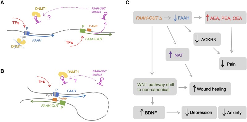 Schematic representation of FAAH-OUT—dependent regulation of FAAH expression and subsequent phenotypical changes in the patient. (A) FAAH-OUT transcription regulates FAAH expression via preventing DNMT1-dependent DNA methylation at FAAH promoter. Activation of FAAH-OUT promoter (in green) leads to transcription of FAAH-OUT lncRNA (in purple) and opening of chromatin at FAAH-AMP (F-AMP, in orange). FAAH-OUT lncRNA potentially prevents DNMT1 (in yellow) recruitment to methylate FAAH promoter (in blue) at CpG island (in grey) allowing FAAH gene to be transcribed at higher levels. (B) Additional level of regulation via FAAH-AMP enhancer (F-AMP, in orange) could be provided via potential looping between the enhancer and FAAH promoter in blue to facilitate transcription factors (TFs) binding. (C) Schematic network of key dysregulated genes and pathways that result from the disruption of the FAAH − FAAH-OUT axis, providing molecular basis for the phenotypes observed in the patient. Microdeletion in FAAH-OUT leads to reduction in FAAH expression and subsequent fall in overall FAAH activity thus leading to rise in endocannabinoid levels (AEA, PEA and OEA), which (especially anandamide, AEA) facilitate pain insensitivity. The mutation also leads to a drop in ACKR3 levels, lack of which as a broad-spectrum scavenger for opioid peptides adds another potential level to the patient’s analgesia. In addition, the decrease in FAAH activity leads to a rise in N-acyl taurine (NAT) and changes in WNT pathways (shift from canonical to non-canonical) both of which likely contribute to accelerated wound healing. The WNT pathway shift also leads to a dramatic rise in BDNF levels, thus protecting the patient from depression and anxiety.