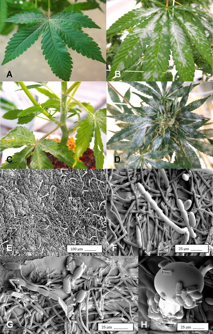 Powdery mildew development on leaves, stems, and flower buds of Cannabis sativa, caused by Golovinomyces cichoracearum. (A) Early stages of infection on young leaf, showing sparse white mycelium on leaf surface. (B) Advanced stages of infection with profuse sporulation, resulting in a powdery appearance on the leaf surface. (C) Development of powdery mildew on leaves and stem of vegetative cuttings of strain “Pink Kush.” (D) Powdery mildew infection on inflorescences of C. sativa “Pink Kush” showing extensive mycelial development. (F) Scanning electron micrograph of mycelium and spores produced on conidiophores developing on the surface of heavily infected leaves. (G) A close-up view of conidiophores with a chain of powdery mildew spores attached. (H) Germination of spores to produce a mycelial network on the leaf surface. (I) Spores of G. cichoracearum adhering to the surface of a glandular trichome on the surface of a leaf bract.