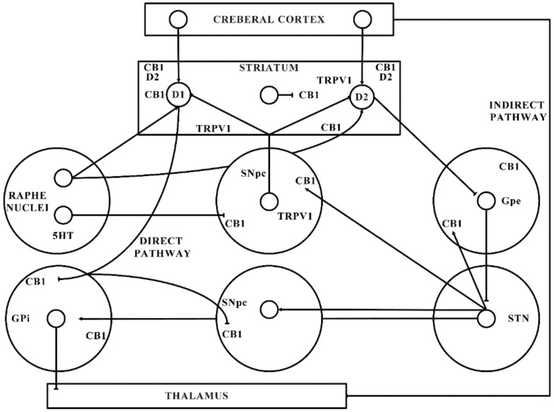 Basal ganglia organization. CB1—Cannabinoid 1 receptor; D1—Dopamine 1 receptor; D2—Dopamine 2 receptor; GABA—γ-aminobutyric acid; GPe—Globus pallidus external; GPi—Globus pallidus internal; SNpc—Substantia nigra pars compacta; STN—subthalamic nucleus; TRPV1—Transient receptor potential type-1.