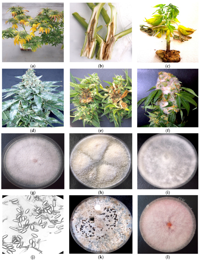 Symptomatic cannabis plants that were included in this study for molecular diagnostics. The plant tissues were used in PCR analysis, and isolations of potential pathogens were subsequently made on agar medium and then identified by PCR. The results indicated the presence of the following pathogens causing symptoms: (a) Yellowing of the plants caused by Fusarium oxysporum; (b) Stems with internal discoloration caused by F. proliferatum; (c) Plants with rotted roots and stem cankers due to Pythium myriotylum; (d) Plants with visible powdery mildew infections (Golovinomyces ambrosiae) on leaves and inflorescences; (e) Bud rot symptoms on inflorescences caused by Botrytis cinerea; (f) Pinkish-white mycelium growing over the inflorescence tissues caused by Fusarium sporotrichiodes. The corresponding pathogens that were isolated in culture and identified were: (g) F. oxysporum; (h) F. proliferatum; (i) P. myriotylum; (j) G. ambrosiae; (k) B. cinerea; (l) F. sporotrichiodes.
