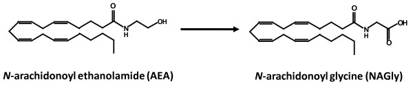 Chemical structures of AEA and NAGly. The chemical structures of N-arachidonoyl glycine (NAGly) and its precursor, the endocannabinoid N-arachidonoyl ethanolamide (Anandamide; AEA). Enzymatic pathways for endogenous AEA – to NAGly conversion were previously identified [13].