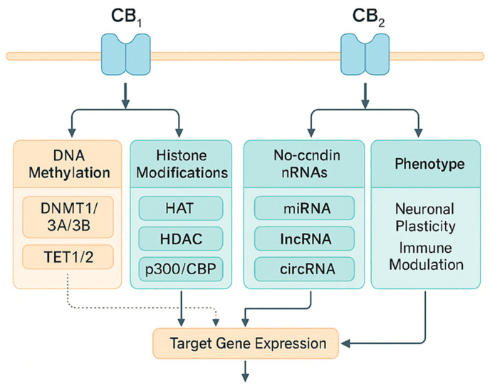 Integration of CB1/CB2 signaling with epigenetic mechanisms: DNA methylation, histone modifications, and non-coding RNAs. Integration of CB1/CB2 signaling with epigenetic mechanisms: DNA methylation, histone modifications, and non-coding RNAs. Legend: DNMT: DNA methyltransferase; TET: ten-eleven translocation methylcytosine dioxygenase; HAT: histone acetyltransferase; HDAC: histone deacetylase; miRNA: microRNA; IncRNA: long non-coding RNA. Solid arrows indicate experimentally supported regulatory effects (up- or downregulation of the target process, as indicated by arrowheads). Dotted arrows indicate inferred or indirect links requiring further validation. CBP: CREB-binding protein, a transcriptional co-activator with histone acetyltransferase activity. circRNA: circular RNA, a class of non-coding RNAs that regulate gene expression (e.g., by interacting with miRNAs and epigenetic pathways).