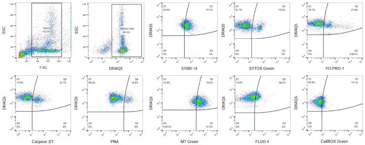 Illustrative flow-cytometric dot plots showing evaluation strategy of analysed fluorescent probes. Firstly, spermatozoa were gated using the FSC/SSC dot plot. DRAQ5 far-red dye was used to distinguish nucleated cells from other events. The specific sperm characteristics were evaluated from the DRAQ5 gated cells. Staining with SYBR-14 and SYTOX Green was used to evaluate viability. The proportion of apoptotic-like cells was evaluated using YO-PRO-1 and Caspase 3/7. Graph showing acrosome-damaged spermatozoa detected using PNA. Evaluation of rabbit sperm mitochondrial activity was using MT Green. Graph showing proportion of capacitated sperm which was detected using FLUO-4 and oxidatively damaged sperm using CellROX Green staining.