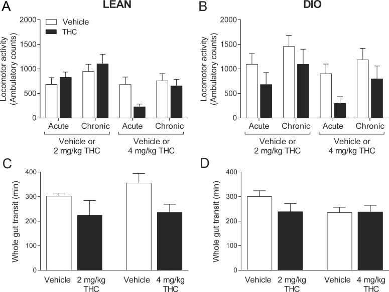THC has no effect on locomotor activity or whole gut transit.The effect of daily administration of Δ9-tetrahydrocannabinol (THC) or vehicle on locomotor activity (A, B) in lean or diet-induced obese (DIO) mice recorded between 13:00–16:00, 20 mins after the daily treatment injection (Acute) or between 08:00–11:00 (Chronic) and on whole gut transit (C, D). Bars represent the mean ± s.e.m., n = 4–7.