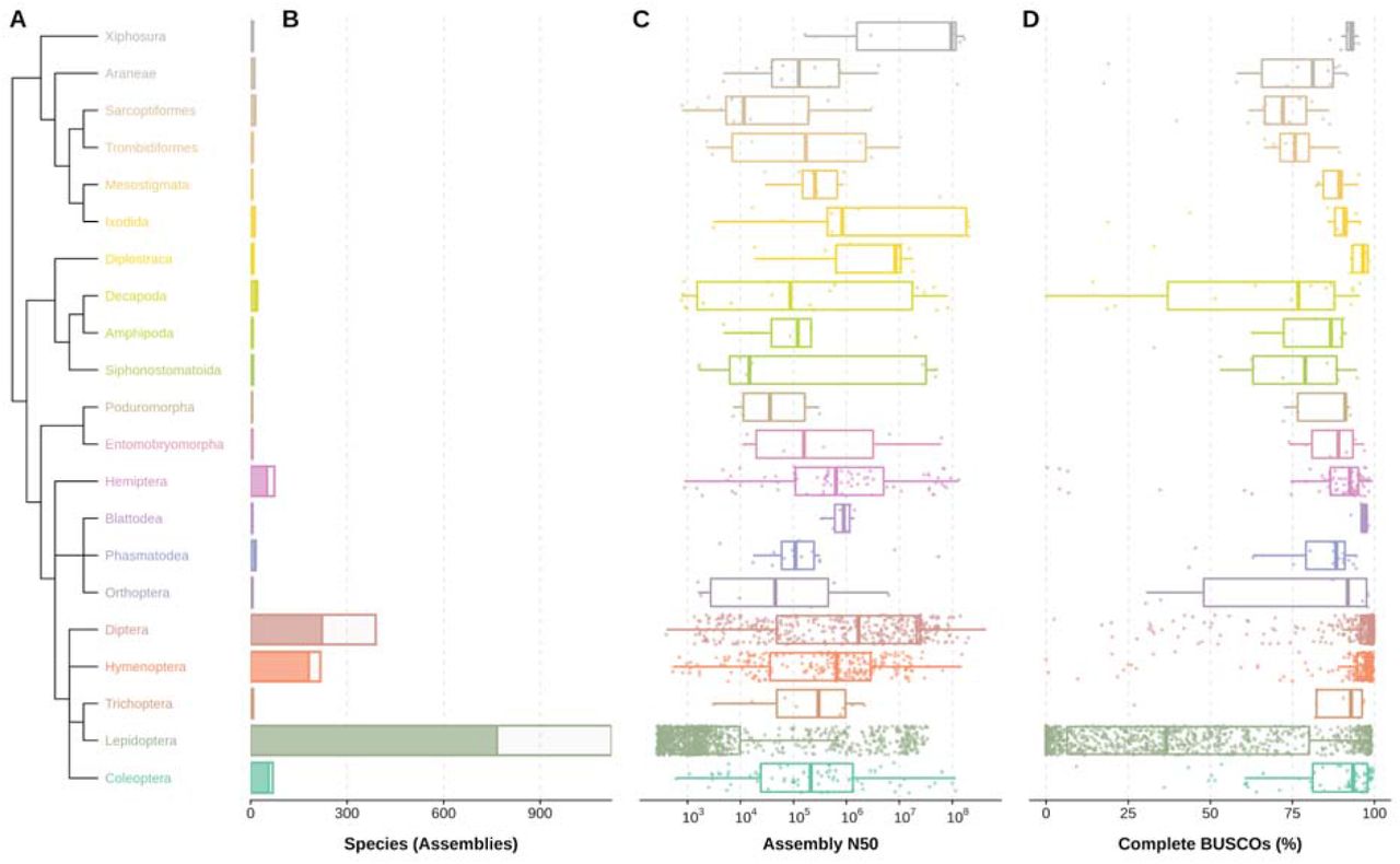 Order-level representation, contiguity, and completeness of 2024 available assemblies for 1326 arthropod species from the 21 orders with more than five assemblies.Data are presented only for orders with at least five assemblies available at the NCBI (2021-06-11). (A) Phylogenetic relationships of the 21 orders as resolved by the NCBI Taxonomy database. (B) Number of assemblies (entire bars) and unique species (dark fractions) retrieved from the NCBI Assembly database for each order. (C) Distribution of assembly NCBI scaffold N50 values (base pairs, log scale) for each order. (D) Distribution of Benchmarking Universal Single-Copy Orthologue (BUSCO) completeness (% of 1013 BUSCOs) for the arthropod lineage dataset (arthropoda_odb10) for each order. Boxplots show the median, first and third quartiles, and lower and upper extremes of the distribution (1.5 x IQR), and all values are overlaid as points to show the full distribution.