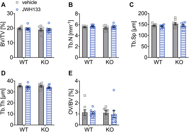 Structural bone parameters were not affected by a 4-week treatment with JWH133 in aged mice. (A) Bone volume per tissue volume (BV/TV) was similar between WT and p62 KO mice and showed no effect of treatment. (B) Trabecular number (Tb.N) was comparable between genotypes and treatment. (C) Trabecular spacing (Tb.Sp) showed no difference between genotype or treatment. (D) Trabecular thickness (Tb.Th) was comparable for genotype and treatment. (E) Osteoid volume per bone volume (OV/BV) was similar in p62 KO and WT mice and not influenced by the treatment with JWH133. Data were analyzed by using ordinary two-way ANOVA. All error bars show mean ± SEM. Squares and circles represent individual data points. WT vehicle N = 8, KO vehicle N = 8, WT JWH133 N = 8, KO JWH133 N = 8.