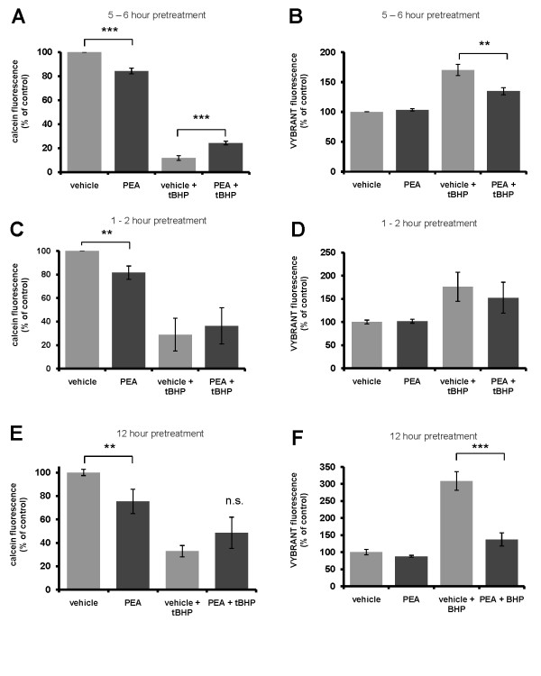 PEA pretreatment protects HT22 cells from tBHP exposure. (A, B), HT22 cells were pretreated with 100 μM PEA for 5 - 6 hours prior to an overnight (10 - 12 hour or 16 - 20 hour) tBHP exposure. PEA pretreatment led to a significant neuroprotection against oxidative stress as determined by an increase in calcein fluorescence (A), and a reduction in fluorescent product from G-6-PD in the cell culture media (B). For this study, n equals three (3) experiments. HT22 cells were pretreated with PEA for 1 - 2 hours (C, D) or 12 hours (E, F) prior to tBHP exposure. PEA pre-treatment for 1 - 2 hours had no effect on viability (E), whereas pretreatment for 12 hours reduced measured extracellular G-6-PD activity (F). A P-value of ≤ 0.05, ≤ 0.01 and ≤ 0.001 is indicated by *, ** and ***, respectively, as determined by a Newman-Keuls multiple comparison test.