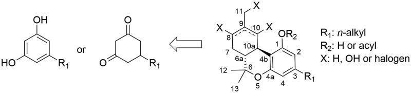 Retrosynthesis of semi-synthetic cannabinoids. Common precursors are depicted on the left (5-alkylresorcinols and 5-alkylcyclohexane-1,3-diones). A general structure for semi-synthetic cannabinoids is shown on the right side. The differences to Δ9-THC are the position or presence of the double bond, acylation or alkylation of the phenolic hydroxy group or the chain length of R1.