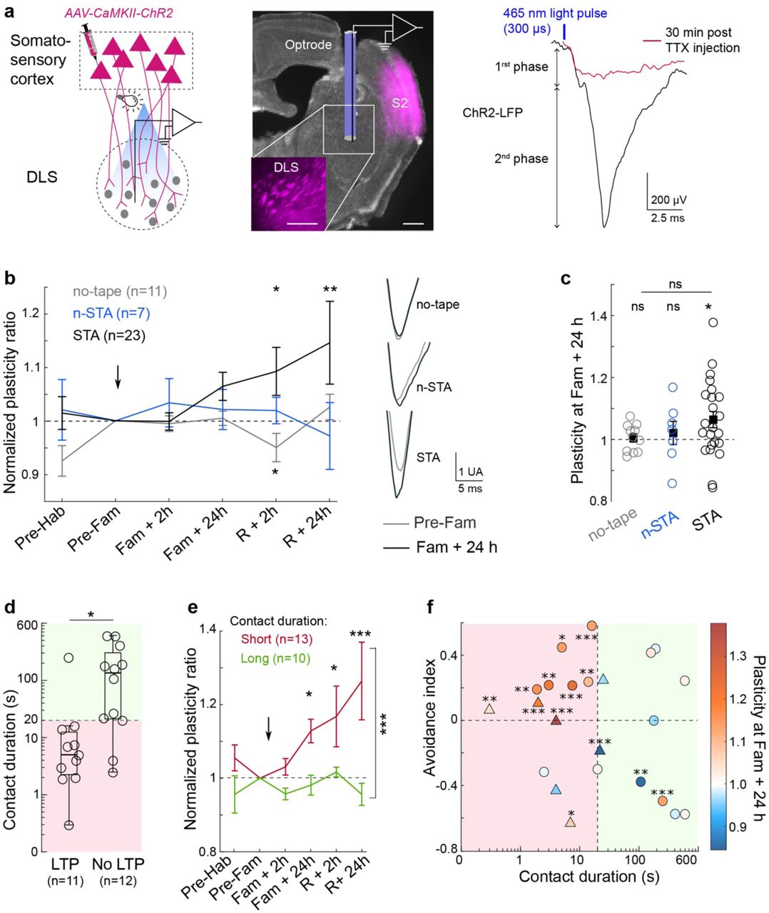 A single and brief exposure to the sticky tape induces in vivo cortical-striatal plasticitya, ChR2-LFP monitoring to assess in vivo cortico-striatal plasticity (Methods). Virus expression (magenta) and optrode, zooming on somatosensory cortical terminals in the dorsal striatum. Scale bars: 0.5 mm. Illustrative ChR2-LFP raw trace from a single light pulse stimulation. ChR2-LFP displayed an early phase (latency-to-peak: 0.77±0.04 ms, n=41), due to photoelectric artifact and light-evoked ChR2 currents, and a late phase (latency-to-peak: 2.7±0.1 ms) accounting for synaptic currents. In vivo injection of TTX (1µM, 1µL) shows an abolishment of ChR2-LFP. b, Averaged time courses of plasticity ratio (normalized by the ChR2-LFP amplitude at pre-familiarization) show specific LTP from 24 h after sticky tape contact (STA), but not for the no-tape and n-STA conditions. Representative ChR2-LFP traces at pre-familiarization and familiarization +24 h. Linear Mixed Model with Tukey post hoc test. c, Scatter plot of averaged plasticity ratio at familiarization + 24 h for individual mice. One-way ANOVA and one-sample t-test. d, Contact duration with the sticky tape at familiarization discriminates between mice exhibiting or not ChR2-LFP potentiation (dashed line: threshold value of 20 seconds; pink and green shades indicate short and long contact duration, respectively). Two-sampled t-test. e, Averaged time courses of plasticity ratio for STA mice depending on contact duration (threshold ≤20 seconds). Linear Mixed Model with Tukey post hoc test. f, Plasticity ratio at familiarization +24 h (color-coded) as a function of STA avoidance index and contact duration for individual mice shows that all mice displayed ChR2-LFP potentiation after short contact duration associated with high avoidance index. Circles and triangles represent mice after 24 hours or 48 hours/1-week delays, respectively, between familiarization and retrieval. One-sample t-test and ANCOVA. Statistics are provided in the Methods. *p<0.05; **p<0.01; ***p<0.001.