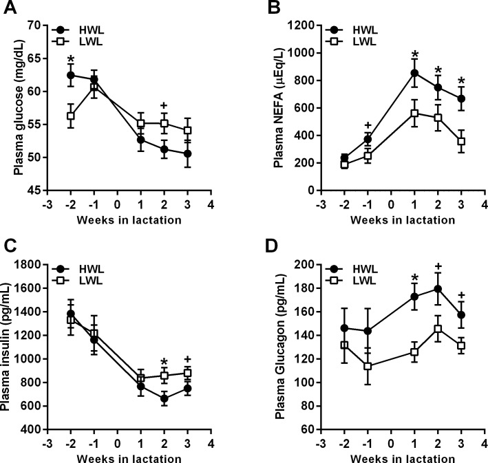 Weekly average concentrations of plasma glucose (A), NEFA (B), insulin (C), and glucagon (D) in HWL and LWL cows. Cows were categorized either as high-weight loss (HWL, n = 9) or low-weight loss (LWL, n = 9), based on the percentage of BW loss between week 1 and 5 postpartum. Data represent the mean ± SEM. *P<0.05 in HWL compared to LWL; +P<0.1 in HWL compared to LWL cows.