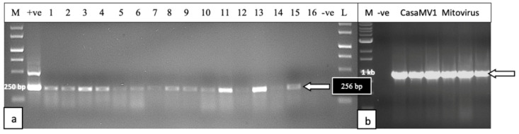 RT-PCR analysis of individual seeds derived from a cross between an infected ‘Mac 1′ female cannabis plant and pollen from a male plant. (a) Gel shows presence of HLVd in a majority of the seeds. Whole seeds were used for extraction so it was not determined if the viroid was present on the seed coat or borne internally. There are differences in the band intensity between different seeds, potentially reflecting variable viroid levels between seeds. (b) Presence of CasaMV1 was detected in all seeds derived from an infected ‘Mac 1′ female parent that were tested.Seeds were derived from a cross made between an infected ‘Mac1′ female plant and pollen from a male plant of genotype ‘GPie’.