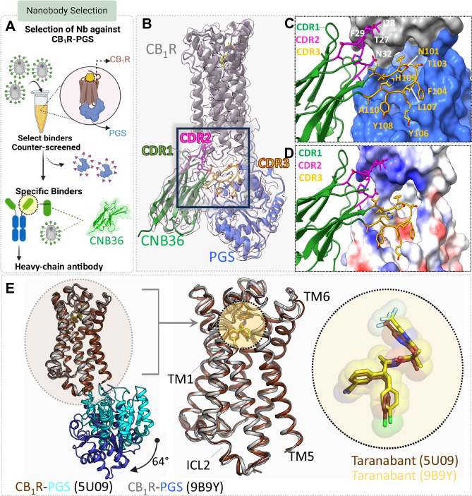 Nanobody selection and cryo-EM structure of CB1R inactive state.A Schematic of nanobody selection process. Yeast displaying nanobodies were incubated with purified CB1R-PGS. Specific binders were enriched using iterative rounds of MACS and FACS selection. B Cryo-EM structure of taranabant bound CB1R-CNb36 complex. CB1R is depicted in gray, PGS in blue, and CNb36 in green, with an inset emphasizing the CDRs of the nanobody. CDR1 is illustrated in green, CDR2 is pink, and CDR3 is yellow. C Zoomed-in view of the CDRs contacting CB1R (gray surface) and PGS (blue surface). D View of the interaction between the CDRs and CB1R-PGS colored according to electrostatic surface potential. E Superposition of the crystal structure of CB1R-PGS with taranabant (PDB: 5U09) and the cryo-EM structure of CB1R-PGS bound to taranabant (PDB: 9B9Y), using the receptor Cα positions. The overlay show high similarity of the receptors, despite a 64° rotation of the PGS domain (blue in the cryo-EM structure, cyan in the crystal structure). Taranabant binding (right) is almost identical between the cryo-EM structure (yellow sticks) and the crystal structure (brown sticks).