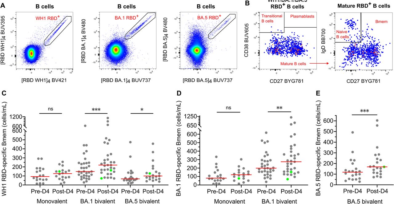 Significant increases in RBD-specific Bmem after a BA.1 or BA.5 bivalent 4th dose booster.(A) Gating strategy for double-discrimination of WH1, BA.1, and BA.5 RBD-specific B cells by gating B cells double-positive for WH1 RBD, BA.1 RBD, or BA.5 RBD, respectively. (B) Sequential gating for mature B cells and memory B cells (Bmem) within RBD-specific B-cell populations. (C) Absolute numbers of WH1 RBD-specific Bmem pre- and 4-weeks post-monovalent, BA.1 bivalent, or BA.5 bivalent 4th doses. (D) Absolute numbers of BA.1 RBD-specific Bmem pre- and 4-weeks post-monovalent or BA.1 bivalent 4th doses. (E) Absolute numbers of BA.5 RBD-specific Bmem pre- and 4-weeks post-BA.5 bivalent 4th dose. Monovalent dose 4, n=18; BA.1 bivalent dose 4, n=33; BA.5 bivalent dose 4, n=21. Solid lines depict medians. Green dots denote confirmed SARS-CoV-2 BTI between pre- and 4-weeks post-dose 4 sampling. Wilcoxon matched-pairs signed rank test for paired data. *p<0.05, **p<0.01, ***p<0.001.