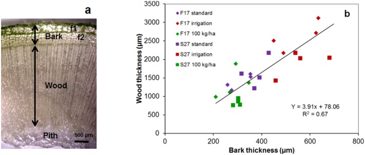 Stereomicroscopy imaging of transverse cross section of the hemp stem.(a) showing wood and bark including primary fibers (f1), secondary fibers (f2); arrows indicate the dimensions measured to determine wood-/bark-thickness (b) in the basal stem region of F17 and S27 grown under different conditions (standard, irrigation, high sowing density: 100 kg.ha-1).