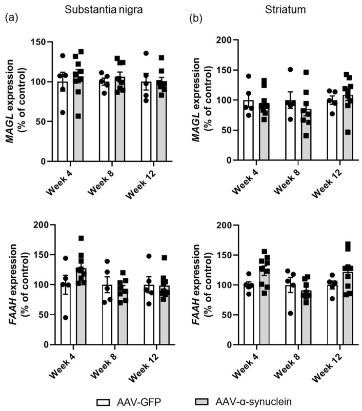 qRT-PCR analyses of the expression of endocannabinoid degrading enzymes in the nigrostriatal pathway. Administration of AAV-α-synuclein did not induce alterations in the expression of MAGL or FAAH in (a) the substantia nigra or (b) the striatum. Data are represented as mean ± SEM with 5–9 animals per group by two-way ANOVA.