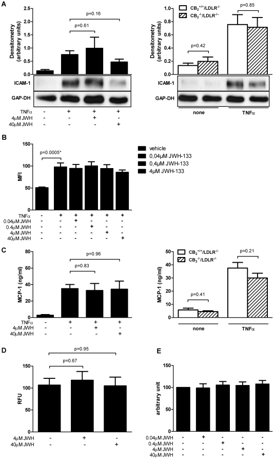 Viability and ICAM-1 expression on murine endothelial cells is unaffected by CB2 receptor signaling.A, Murine EC isolated from LDLR−/− mice were stimulated with or without TNFα (20 ng/ml) and JWH-133 (4 µM and 40 µM, N = 4). In parallel, experiments, EC isolated from CB2 −/−/LDLR−/− mice and CB2 +/+/LDLR−/− control animals were stimulated with or without TNFα (20 ng/ml, N = 6). Cell lysates were analyzed for ICAM-1 by Western blotting. Western blots were analyzed densitometrically and adjusted for GAP-DH. Pooled data are given as mean ± SEM and representative blots are shown. B, Similarly, Murine EC isolated from wild-type mice where stimulated with indicated concentrations of JWH-133 and with or without TNFα (20 ng/ml). The cells were then analyzed for ICAM-1 expression using flow cytometric assays. Data is shown as mean ± SEM (N = 6). Asterisks indicate significant change, defined as p<0,05. C, In supernatants of EC treated as described above MCP-1 was quantified by ELISA. Data is shown as mean ± SEM. D and E, Murine EC isolated from wild-type mice were stimulated with indicated concentrations of JWH-133 and then the rate of apoptosis was determined using the Apo-ONE® Assay (D). Data is shown as the mean ± SEM (N = 5). The supernatant of cells treated in a similar manner were used to examine cytotoxicity with the CytoTox-ONE™ Assay (E). Data is shown as the percent of control (N = 6).