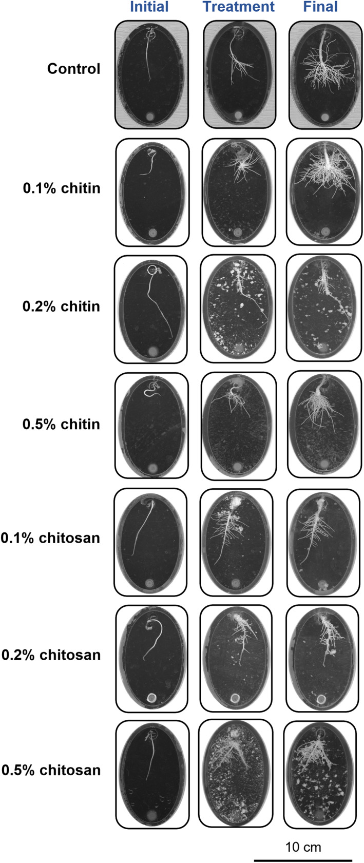 Scanned root images showing root development in the Root‐TRAPR system of control, chitin and chitosan treatments. Three scanning times were initial day when the seedling was transferred into the Root‐TRAPR system, treatment day (day 0) when chitin or chitosan was applied into the system and final day (day 8) when plant tissues were collected. Insoluble parts of colloidal chitin and chitosan might be spotted as white specks in the root chamber of the Root‐TRAPR system. The images were captured using a calibrated scanner, equipped with the WinRHIZO Arabidopsis 2019 software.