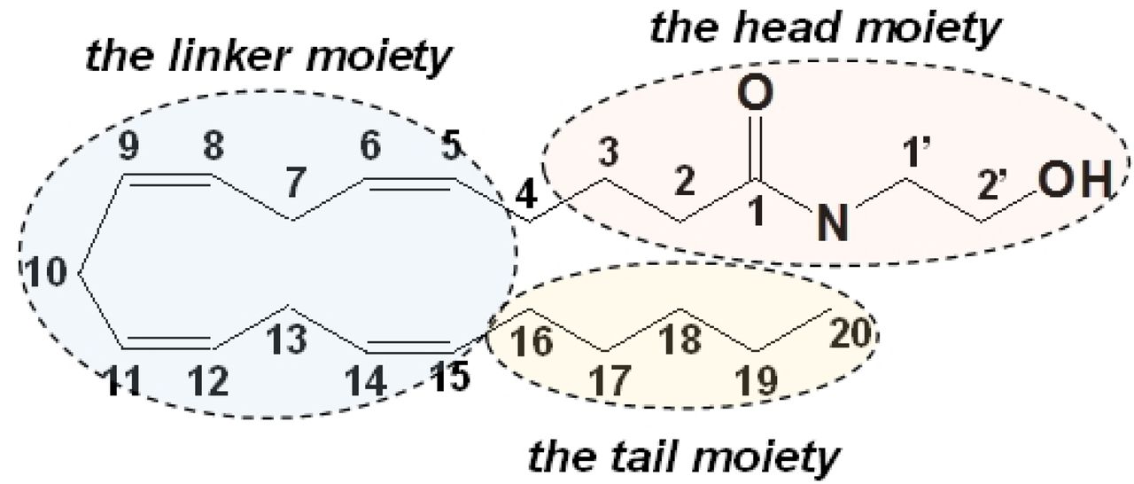 Structure of anandamide (AEA).The structure of AEA consists of three moieties, including the polar head moiety, the polyene linker moiety, and the hydrophobic tail moiety.