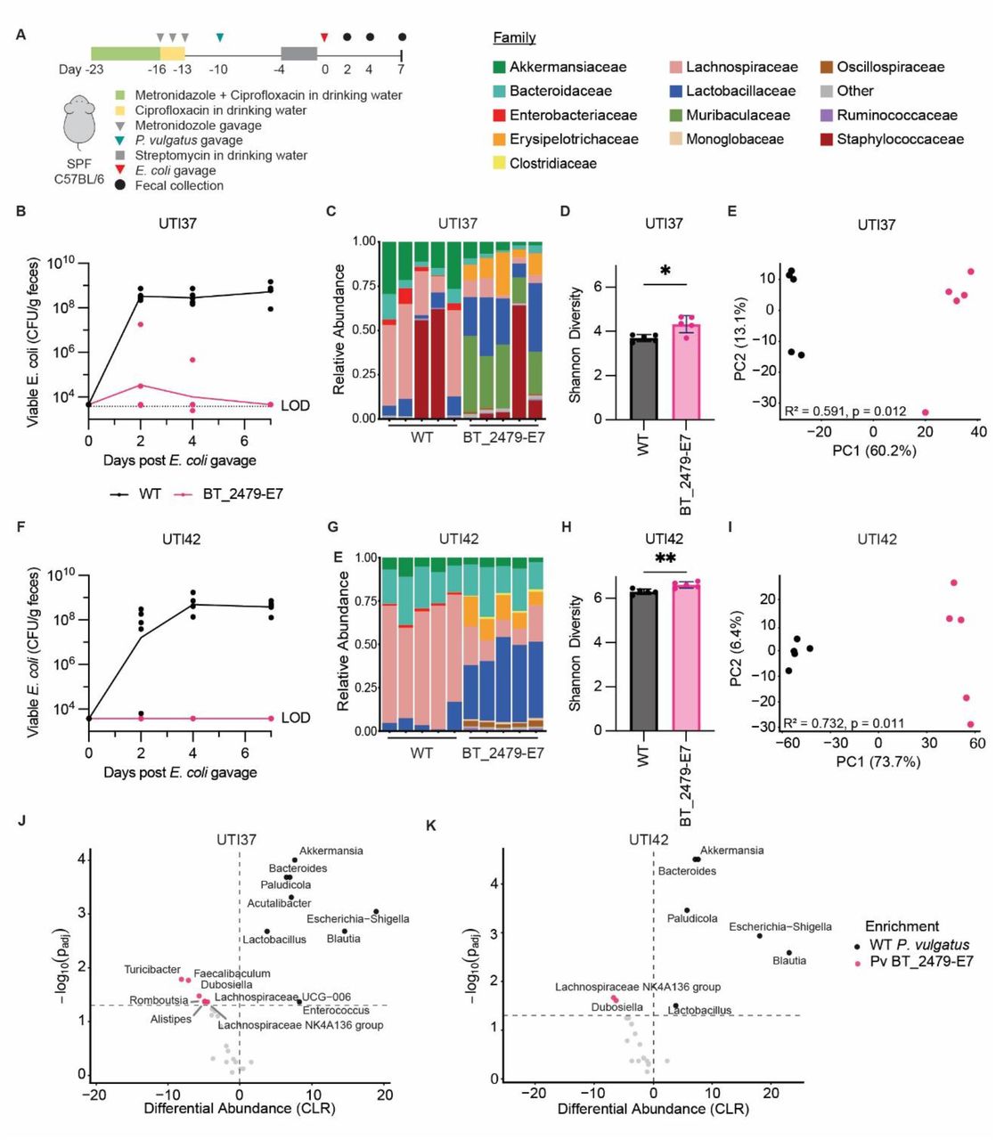 Pv BT_1491-E7 prevents the colonization of primary patient UPEC isolates in mice and restores diversity of the microbiome.(A) SPF C57BL/6 were treated with metronidazole and ciprofloxacin for ten days and then colonized with either wildtype P. vulgatus or Pv BT_2479-E7. Mice were then treated with streptomycin for three days and gavaged with either UTI37 (B-E, J) or UTI42 (F-I, K) (n=5). (B and F) E. coli burden in mouse fecal pellets, as enumerated by CFU on selective plates. (C and G) 16S rRNA profiling of bacterial communities at Day 7 at the family level. (D and H) Alpha diversity analysis of Day 7 samples comparing groups colonized with wildtype P. vulgatus or Pv BT_2479-E7, quantified using Shannon diversity index. Statistical significance determined by unpaired t-test with Welch’s correction (*p < 0.05, **p < 0.01). (E and I) Principle coordinate analysis of Aitchison distances (Eucledian distance on centered log-ratio-transformed counts) showing separation of microbial community composition by wildtype P. vulgatus or Pv BT_2479-E7 colonization. Differences in community composition were assessed by permutational multivariate analysis of variance (PERMANOVA), with the R2 and P value shown on the plot. (J and K) Volcano plots showing differential abundance analysis performed using ALDEx2, with each point representing a taxon plotted by centered log-ratio (CLR) effect size (x-axis) and −log10 false discovery rate (FDR-adjusted P value; y-axis). Positive effect sizes indicate enrichment in the Pv BT_2479-E7 colonized mice group and negative values indicate enrichment in the wild-type colonized group. Genera with FDR < 0.05 are highlighted.