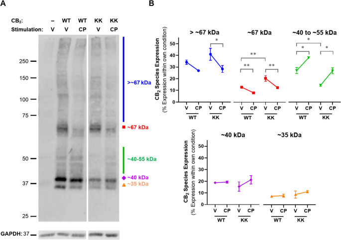 Western blot analysis for CB2 wt and KK mutant. HEK cells transiently expressing CB2 wt (“WT”), KK mutant (“KK”), or benign vector, were treated with vehicle (V) or 1 µM CP 55,940 (CP) for 3 hours. (A) Western blot for anti-HA to detect CB2 (top panel) or GAPDH control protein (bottom panel). Molecular weight markers shown in kDa. All lanes are from the same membrane and displayed at the same intensity, but re-arranged for presentation. Representative of three independent experiments. (B) Each distinct band, or molecular weight range, was normalised to the total signal from the entire lane within the same experimental condition – i.e. each is represented as a percentage of total receptor expression. P values for significant differences between Vehicle and CP 55,940 or WT and KK (comparisons indicated by brackets) are indicated graphically as: * <0.05, ** < 0.005. Data are presented as mean± SEM of three independent experiments