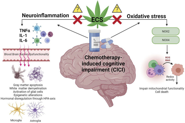Graphic representation of the neuroinflammatory processes and oxidative stress underlying chemotherapy-induced cognitive impairment (CICI). The activation of the pro-inflammatory cascade, following chemotherapeutic drug administration, is characterized by the central/peripheral release of pro-inflammatory cytokines such as TNFα, IL-1 and IL-6. Transport of these cytokines through the blood brain barrier (BBB) affects its functionality, facilitating, thus, the access of further cytokines and chemotherapeutic drugs into the supraspinal central nervous system (CNS). Therefore, persistent neuroinflammation in the CNS alters brain’s plasticity and functionality mediating the development of cognitive alterations. The commencement of oxidative stress cascade, following chemotherapeutic drug administration, is characterised by the activation of NOX2/NOX4 enzymes which synthesize oxygen and nitrogen reactive species (ROS and RNS, respectively). Increased redox activity due to intracellular accumulation of ROS/RNS induces protein and DNA isoforms alterations that lead to cell death. The endocannabinoid system (ECS), as previously described in similar cognitive-related alterations, proposes a new target for the inhibition of neurotoxicity, providing thus neuroprotection. However, the mechanisms through which the ECS may mediate this process are still unknown in CICI pathology.