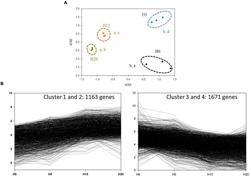 General analysis of H6, H9, H15, and H20 transcriptomes. (A) ICA of H6 (black dots), H9 (blue dots), H15 (orange dots), and H20 (dark yellow dots). Variance explained by the two independent components: 89.36%. The three biological replicates of each time point are surrounded by a dotted line. Letters correspond to homogeneous groups determined by the Tukey post hoc test on IC1 and IC2 coordinates, respectively. (B) Clusters with up-regulated and down-regulated genes through the time-points.