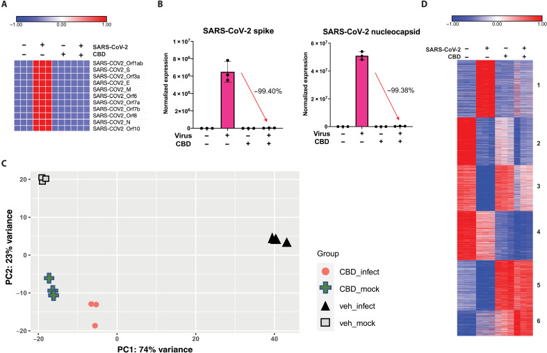 Changes in viral and host cell transcription following SARS-CoV-2 infection or CBD treatment.A549-ACE2 cells were infected with SARS-CoV-2 at an MOI of 3 with or without CBD treatment at 10 μM for 24 hours. RNA-seq was performed as described in Materials and Methods. (A) Heatmap of relative levels of SARS-CoV-2 genes from the RNA-seq samples. (B) Expression levels of SARS-CoV-2 spike and nucleocapsid genes. Percent expression level changes for genes from infected cells compared to cells infected and CBD treated are indicated for each gene. (C) PCA of RNA-seq data showing control (veh_mock), SARS-CoV-2–infected (veh_infect), CBD-treated (CBD_mock), and SARS-CoV-2–infected plus CBD-treated (CBD_infect) samples. The first and second principal components (PC1 and PC2) of each sample are plotted. (D) Heatmap of normalized expression levels of 5000 most variable genes across all RNA-seq samples, clustered into six groups based on differential expression between treatment conditions.