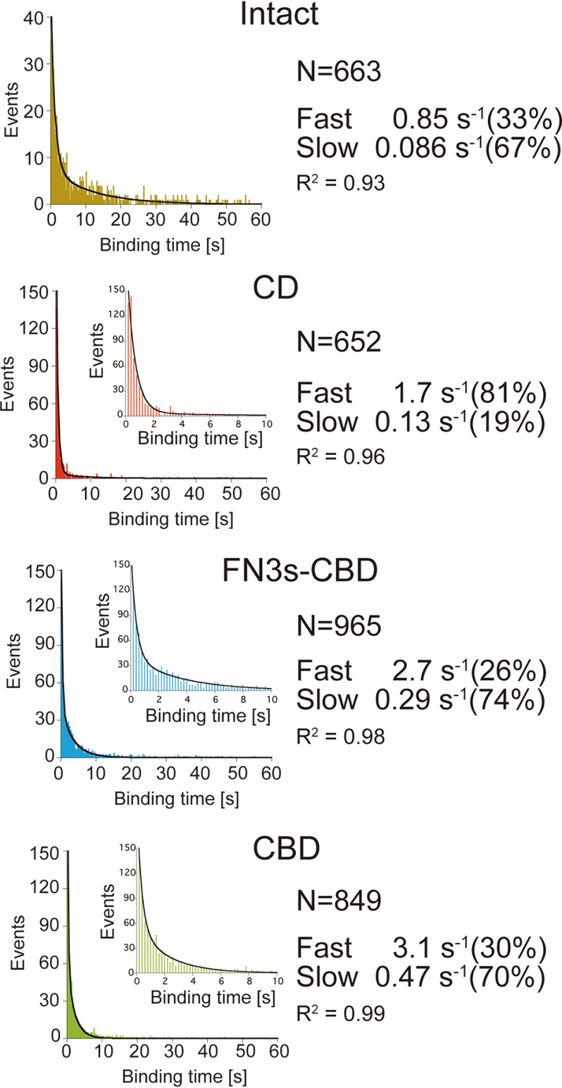 Dissociation rate constants (koff) analysis of Intact, CD, FN3s-CBD, and CBD of CfCel6B. Distributions of binding times were fitted by sum of two exponential decay functions. The values and ratios of the fast and slow components of the dissociation rate constant (kofffast and koffslow) are shown on the right. The N values represent numbers of analyzed molecules.