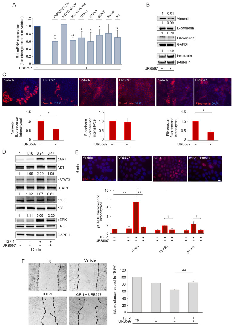URB597 counteracts the EMT process by downregulating EMT markers and associated intracellular signaling pathways and decreases migratory potential in A431 cells. (A) Real-time RT-PCR analysis of a panel of genes involved in EMT phenotype on A431 cells treated with URB597 (1 μM). All mRNA values were normalized against the expression of GAPDH and were expressed relative to vehicle-treated cell value. (B) Western blot and corresponding densitometric analysis of vimentin, E-cadherin, fibronectin, and involucrin on A431 cell lysates treated with URB597 for 48 h. Representative blots are shown. GAPDH and β-tubulin were used as endogenous loading controls. Densitometric scanning of band intensities was performed to quantify the change in protein expression. Results are expressed as fold change ± SD relative to vehicle-treated cell value, which was set as 1-fold in each case. (C) Immunofluorescence staining and signal intensity measurement of vimentin, E-cadherin, and fibronectin on A431 cells in the presence or absence of URB597 treatment. Results are expressed as mean intensity ± SD/cell in comparison to vehicle-treated cell value, which was set as 1 by definition. Nuclei are counterstained with DAPI. Scale bar: 20 μm. (D) Western blot and corresponding densitometric analysis of IGF-1 (100 ng/mL)-induced phospho-AKT, phospho-STAT3, phospho-p38, and phospho-ERK on A431 cells in the presence or absence of URB597. Representative blots are shown. (E) Immunofluorescence and quantitative analysis of the mean fluorescence intensity ± SD/cell of pSTAT3 in IGF-1-stimulated A431 following the treatment with URB597 at 5, 15, and 30 min. Nuclei are counterstained with DAPI. Scale bar: 10 μm. (F) Representative images of the scratch wound assay on A431 cells stimulated with IGF-1 in the presence or absence of URB597 for 24 h. Quantitative analysis of the reduction in the distance of the leading edges with respect to the T0 value, which was set as 100 for definition. Scale bar: 100 μm. * p < 0.05 vs. vehicle-treated cells; ** p < 0.01 vs. vehicle-treated cells; # p < 0.05 vs. IGF-1-treated cells; ## p < 0.01 vs. IGF-1-treated cells.
