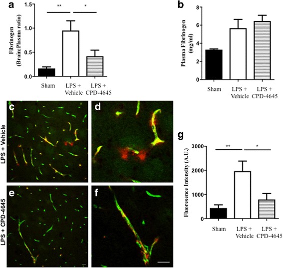Inhibition of 2-AG hydrolysis reduces LPS-induced BBB permeability. a, b Fibrinogen levels in b plasma and the a ratio of brain to plasma fibrinogen were assessed by ELISA. n = 5/7 mice per group. c, d Fluorescent immunostaining in the striatum for fibrinogen (red) and vascular marker (CD31; green) demonstrated leakage of fibrinogen into the brain with vehicle treatment, whereas vascular integrity was preserved when (e, f) MAGL was inhibited. g Extravascular fibrinogen was semi-quantitated in fluorescently labeled sections of the striatum. Bar graphs were plotted with mean ± SEM and data analyzed using one-way analysis of variance (ANOVA) with Tukey post-hoc comparisons. n = 5/7 mice per group. Significance is shown as *p < 0.05, **p < 0.01. Scale bar = 20 μm