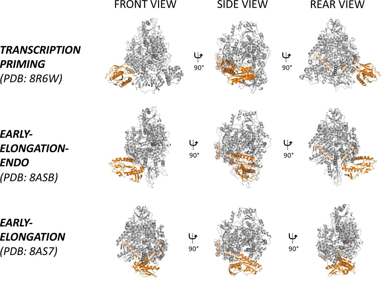 Hyper-flexibility of the SFTSV L protein endonuclease domain.The SFTSV L protein TRANSCRIPTION-PRIMING, EARLY-ELONGATION (PDB: 8AS7), and EARLY-ELONGATION-ENDO (PDB: 8ASB) structures are shown having been superposed by a least-squares fit of main-chain RNA-dependent RNA polymerase residues. For clarity, the majority of the L protein is coloured in light grey with only the endonuclease and endonuclease linker coloured orange and wheat, respectively. Bound RNA in each structure is not shown. Three views are shown for each structure to enable comparison.