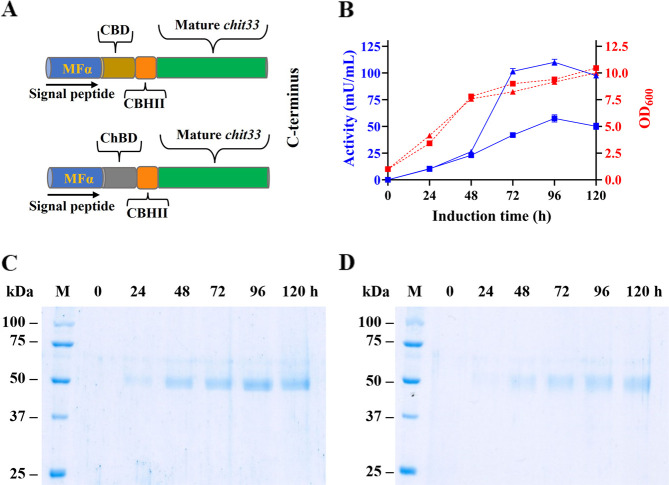 Constructs and expression profiles of yeast cultures expressing the two chimeric variants of Chit33. (A) Scheme of the chimeras assembled. CBHII means CBHII linker. (B) P. pastoris transformants, including constructions pIB4-CHIT33-CBD (triangles) and pIB4-CHIT33-ChBD (squares), were cultured in BMM. Cell growths (red, dashed lines) and extracellular chitinase activity (blue, solid lines) were evaluated using CC as the substrate at 45 °C pH 6, as previously described for the Chit33 wt. Each point of activity represents the average of three independent measurements, and standard errors are indicated. SDS-PAGE analysis of the chimeric variants (C) Chit33-CBD and (D) Chit33-ChBD expressed in P. pastoris. Extracellular yeast media (16 μL) were evaluated during the referred methanol induction times. Numbers on the left of each panel indicate the positions of molecular mass standards (lane M).