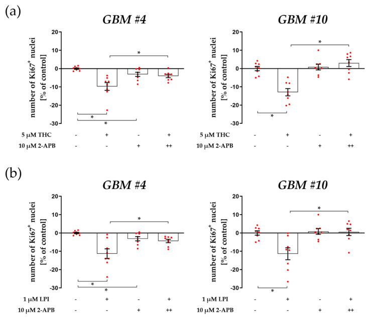 Impact of antagonized IP3-sensitive receptors using 2-APB on THC- and LPI-induced reduction of the number of Ki67+ nuclei. GBM #4 and GBM #10 were left untreated or exposed to THC (a) or LPI (b) for 24 h, resulting in a decreased number of Ki67+ nuclei. The effects of THC (a) and LPI (b) were significantly reduced after pre-incubation with 2-APB in both GBM #4 and GBM #10. When GBM #4 was exposed to 2-APB alone, a small reduction in the number Ki67+ nuclei were observed (a,b). Data are means ± SEMs of N = 4 independent experiments performed in duplicate. Each red dot represents an individual data point. -/+ indicates without/with the corresponding substance. ++ denotes that cells were pre-incubated with 2-APB before THC or LPI was added. Significance was set at p < 0.05. The asterisk denotes significant results regarding the respective measurement indicated by the bar.